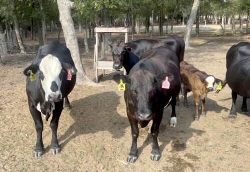 18 head of Black, Black Motley face and Red cows, #09113
