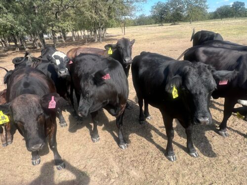 18 head of Black, Black Motley face and Red cows, #09113