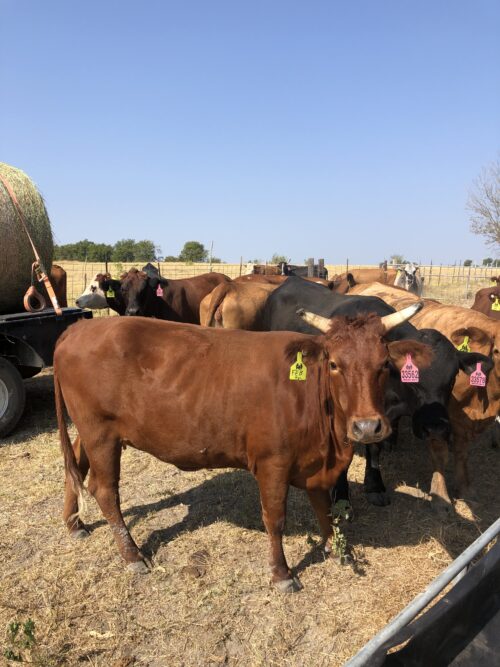 28 head of Red Angus/Brangus, Beefmaster and crossbred cows #0830