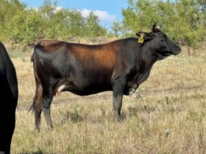 13 head of Heavy Bred Black Cows and Pairs. #08306