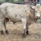 2-Year-Old Charolais bull #33876