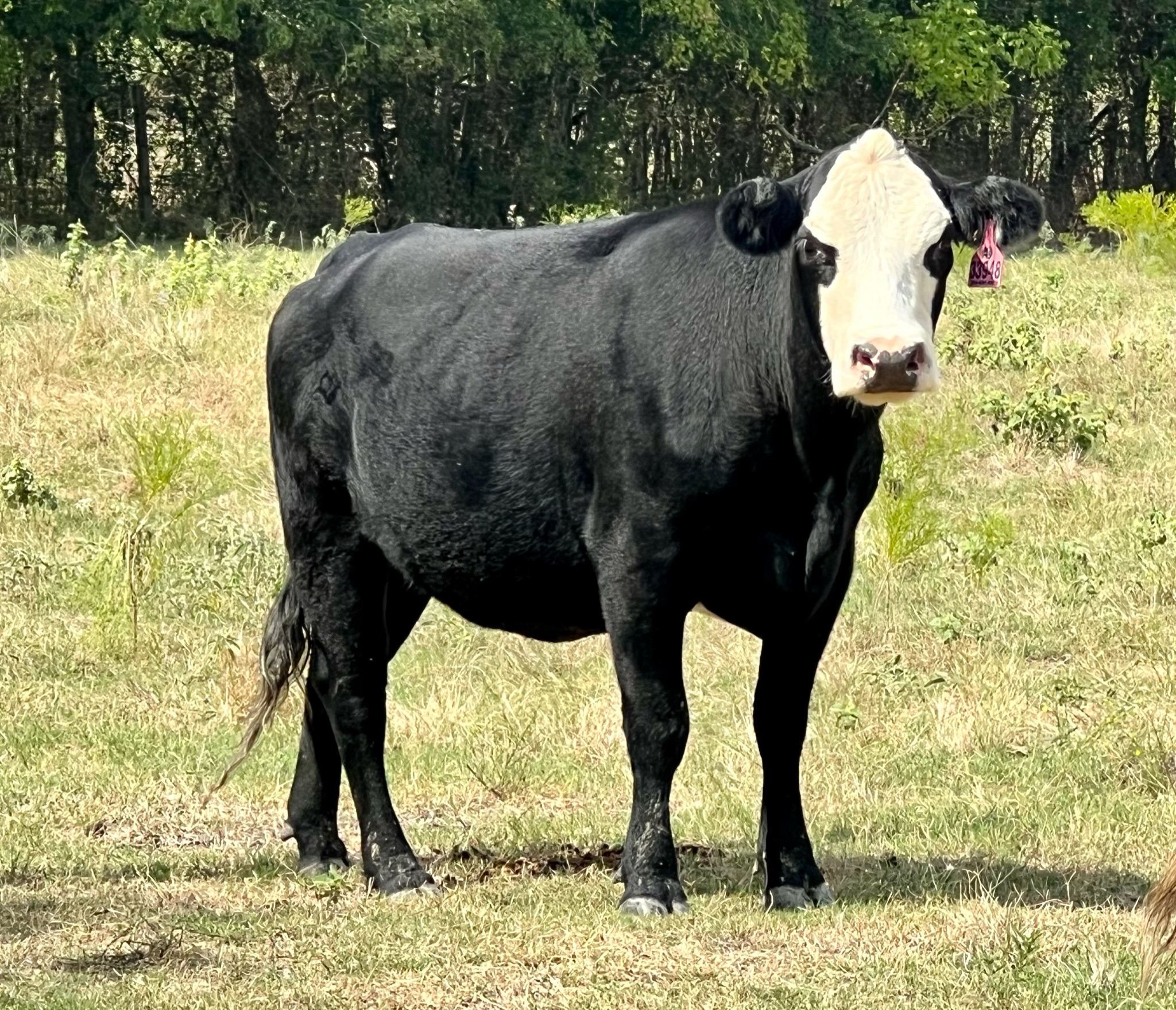 20 head of Black/Black Baldy and Red Angus/Brangus type cows #0926