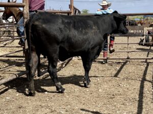 2 Year Old Beef Heifer #33941