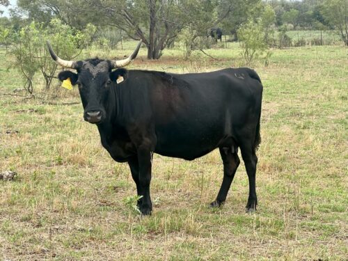 100 Head of Solid Colored Corriente Cows with Charolais and Angus sired calves#1006