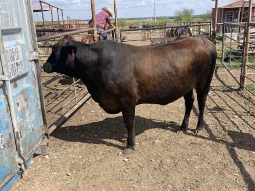 3 Year Old Beef Heifer #33195