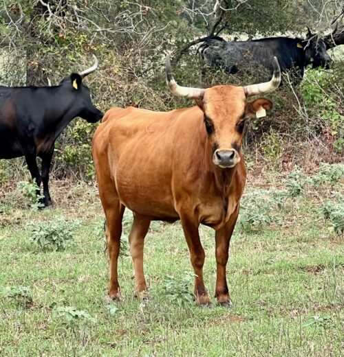 100 Head of Solid Colored Corriente Cows with Charolais and Angus sired calves#1006