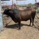 3 Year Old Beef Heifer #33195