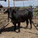 Beef Heifer #33903