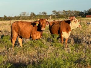 3 Fancy Bred Red Cows, #1006
