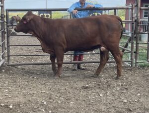 2 Year Old Beef Heifer #33199