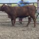2 Year Old Beef Heifer #33199