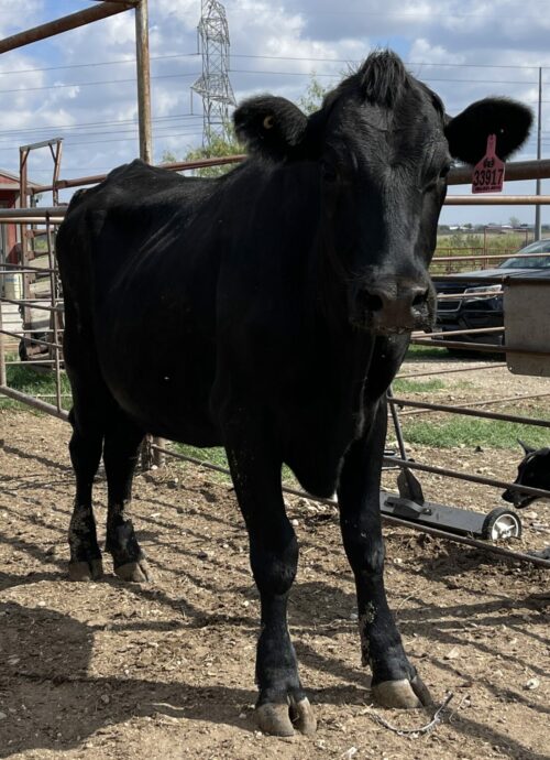 2 Year Old Beef Heifer #33917