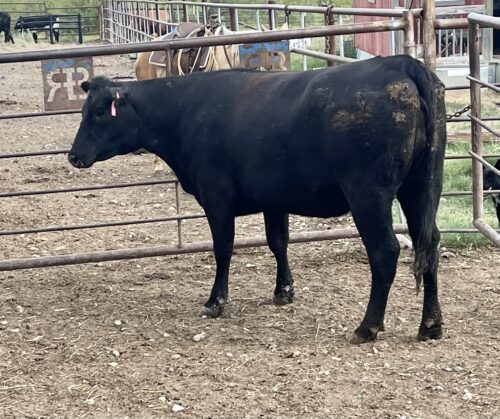 2 Year Old Beef Heifer #33792