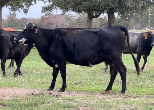 16 head of Black Angus with a couple of Crossbred Cows, #10262