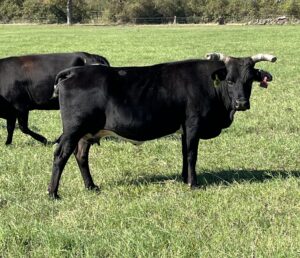 16 head of Black Angus with a couple of Crossbred Cows, #10262