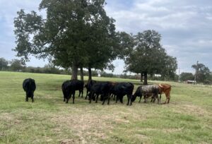 13 head of Black Angus with a couple of Crossbred Cows, #10262