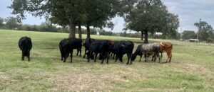 13 head of Black Angus with a couple of Crossbred Cows, #10262