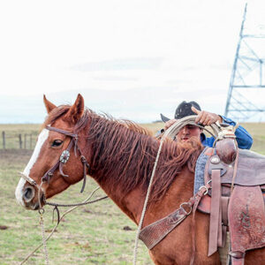 cow horses for sale in central texas