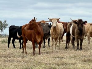 30 head of Black, Red and Yellow Crossbred Cows, #1102