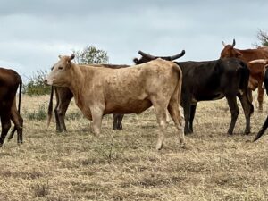 30 head of Black, Red and Yellow Crossbred Cows, #1102