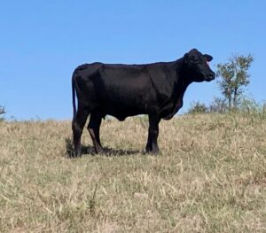 35 head of Black, Red and Yellow Crossbred Cows, #1102