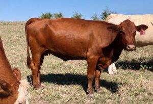 35 head of Black, Red and Yellow Crossbred Cows, #1102