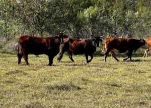 25 head of Braford, Red Brangus and Charbray Type of Crossbred Cows, #1108