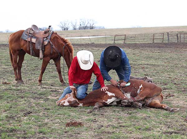 Ribear Cattle Co. offers cattle for sale nation wide, and specializes in cowboy work