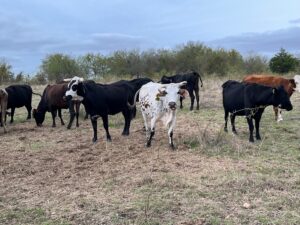25 head of Black, Red, Charolais crossbred cows, #1002