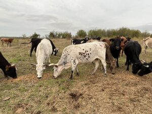 25 head of Black, Red, Charolais crossbred cows, #1002