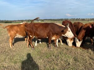 35 head of Braford, Red Brangus and Charbray Type of Crossbred Cows, #1108