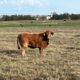 35 head of Braford, Red Brangus and Charbray Type of Crossbred Cows, #1108