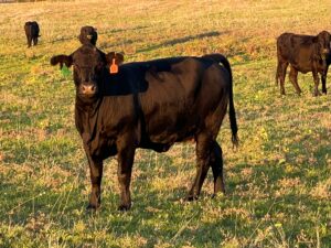 48 Head of Angus and Brangus Bred Cows and Pairs, #1115