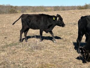 20 head of Black, Red, Charolais Crossbred Cows #1218