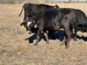 20 head of Black, Red, Charolais Crossbred Cows, #1218