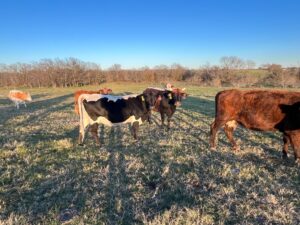 20 Head of Black/Black Baldy and Red Angus/Brangus type Cows #1219