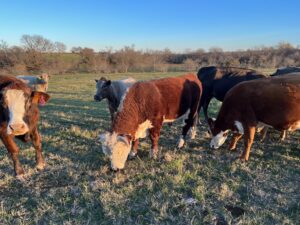 20 Head of Black/Black Baldy and Red Angus/Brangus type Cows #1219