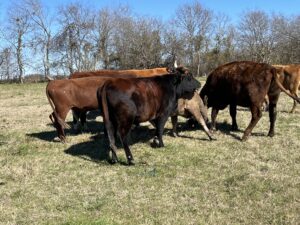 27 head of Red, Black and Charolais crossbred type cows, #0101