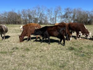 27 head of Red, Black and Charolais crossbred type cows, #0101