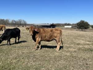 19 Head of Bradford, Red Angus and Charbray Crossbred Cows, #1219