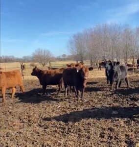 35 Head Black and Red Angus, Motley Face Heifers #1221