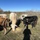 65 head of Corriente and Longhorn cows, #0110