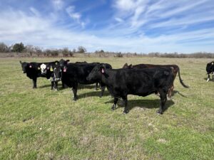 15 head of Angus and Angus Cross Bred Cows, #0116
