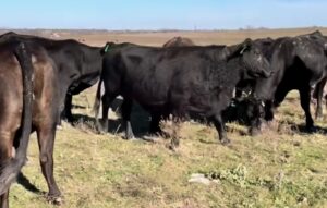 100 head of Angus, Brangus and Black Motley Face cows, #0108