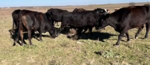 100 head of Angus, Brangus and Black Motley Face cows, #0108