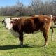 13 Head of Bred and Exposed Herefords Cows, #0208