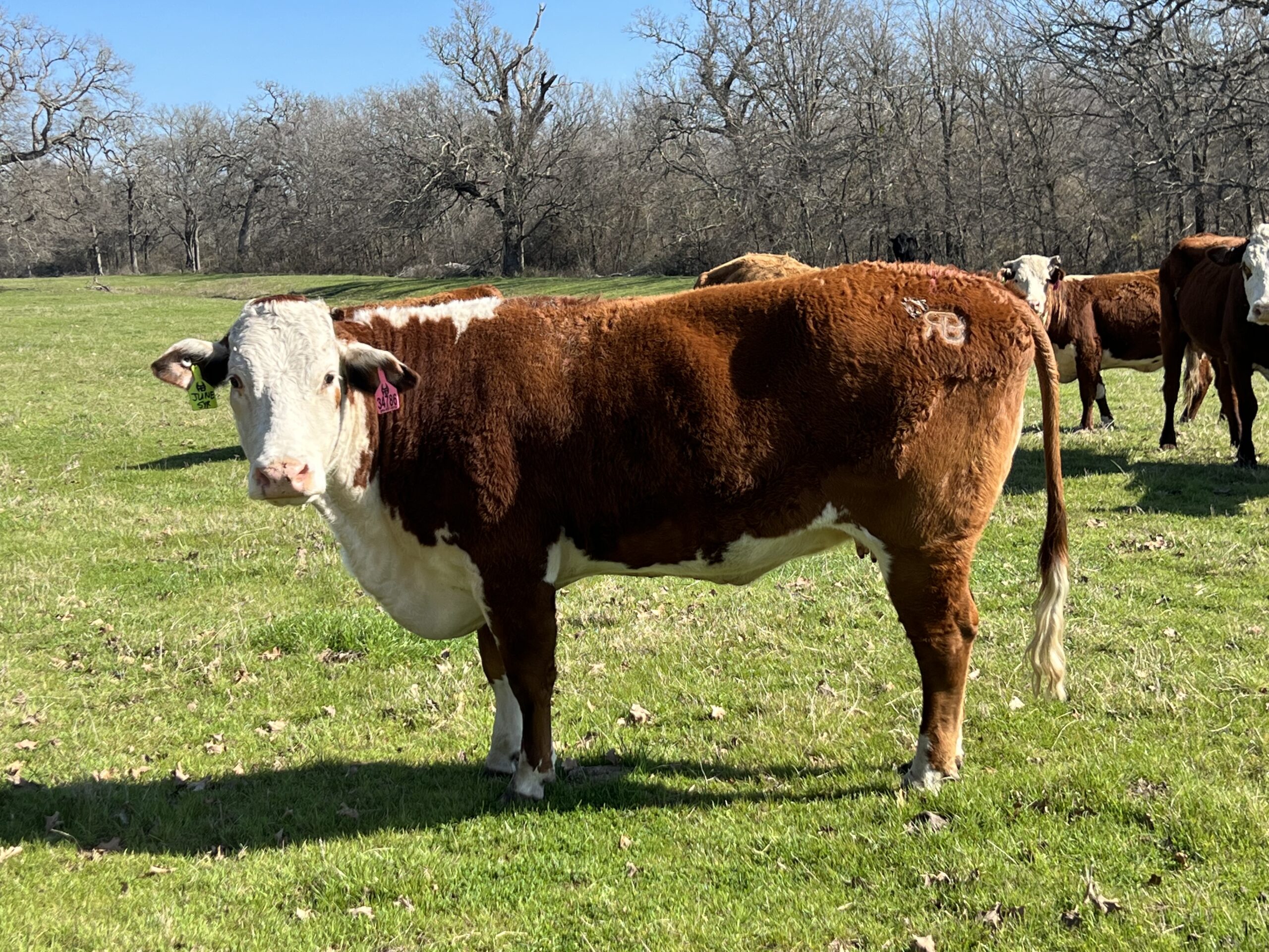 13 Head of Bred and Exposed Herefords Cows, #0208