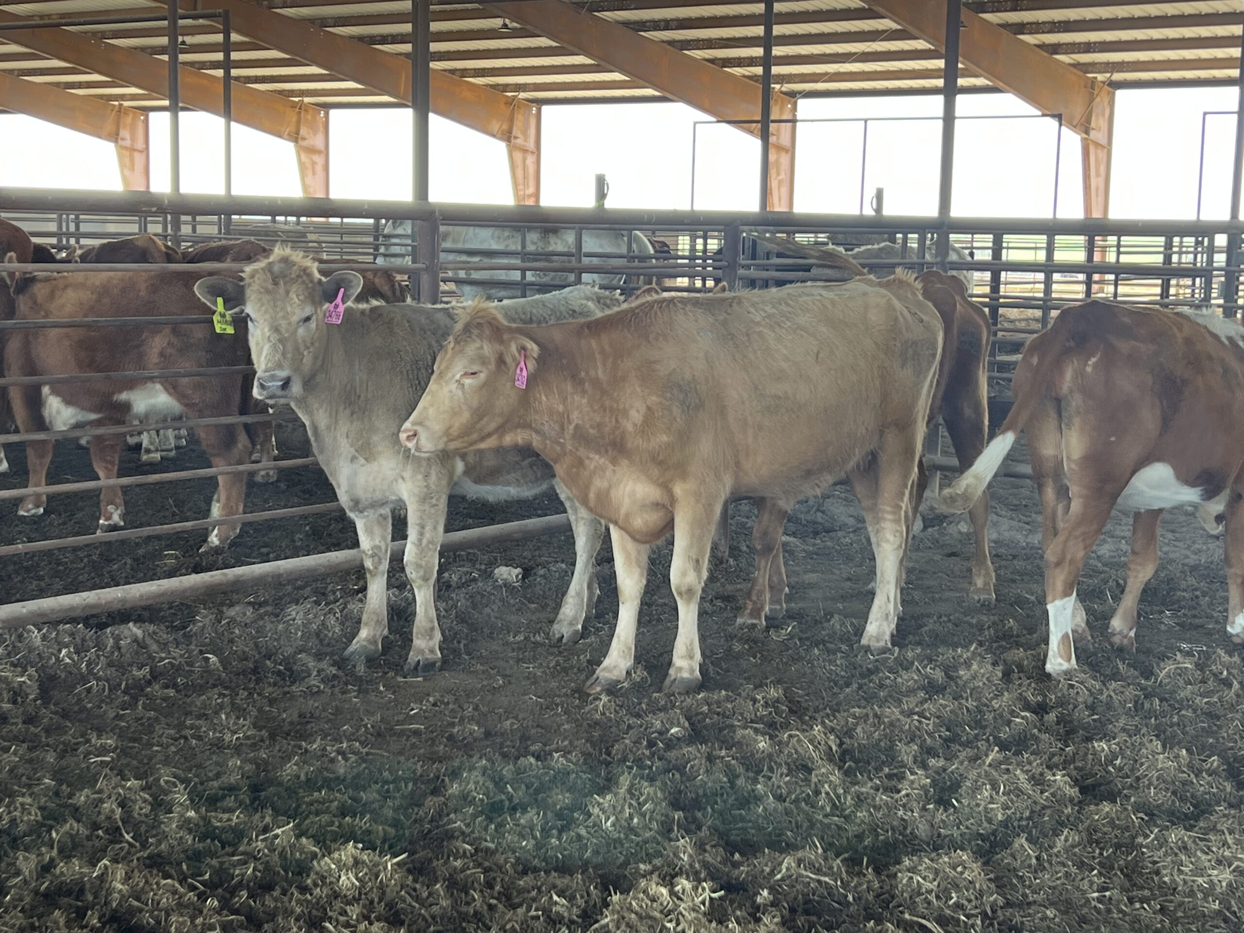 4 head of Heavy Bred Red and Yellow Cows, #0226