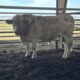 3-Year-Old Registered Charolais Bull, #34910
