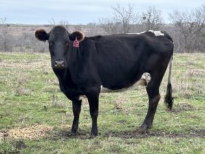 25 Head of Black, Red and Yellow Crossbred Cows, #02122
